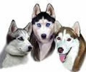 HUSKIES 